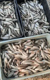 ماهی گاریز