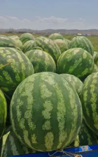 هندوانه فروشی