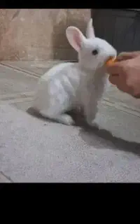 خرگوش