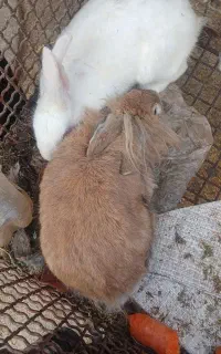 خرگوش