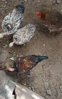 5 عدد خروس گردن لخت و مرغ محلی