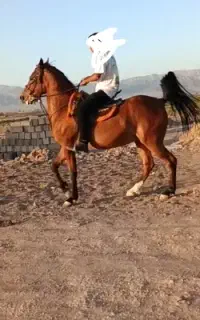اسب مادیان