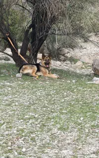 سگ ژرمن ورک کلاسیک