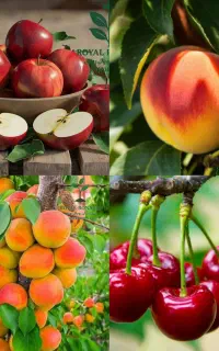 درخت های پیوندی و بذری