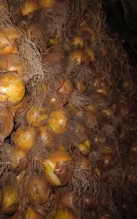 پیاز کوهی بدون کود دهی کاملا طبیعی