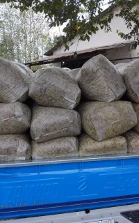 ذرت علوفه ای