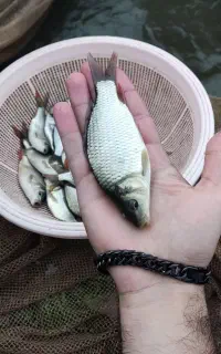 ۱۵ هزار ماهی کپور و آمور مخلوط سایز متوسط