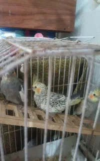 ۶عدد عروس هلندی