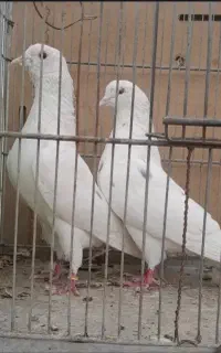 ی جفت  سفید‌ نرو ماده فقط دو میلیون
