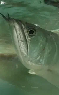 ماهی سایز درشت
