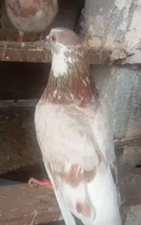 کبوتر