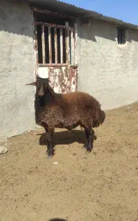 بره قوچ افشار
