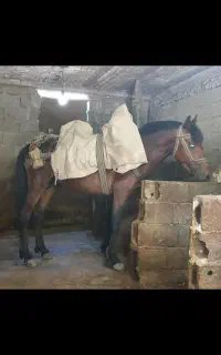 اسب جوان