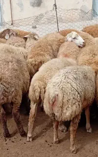 ۴۰راس بره نر جفتی حدودا ۹۰کیلو مغانی
