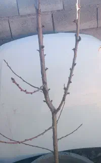 با سلام