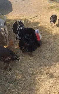 بوقلمون مرغ