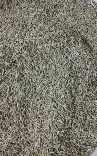 زیره سبز