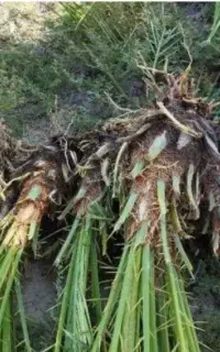 کود بز و پاجوش