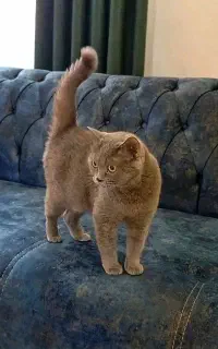 گربه بریتیش ماده بلو