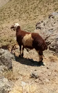 16راس برماده درجه یک