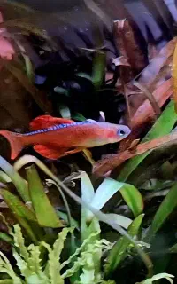 انواع ماهی رمبو