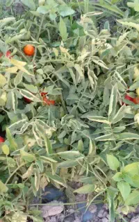 گوجه فرنگی