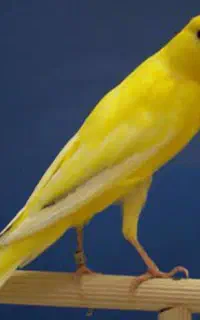 قناریه نر کشیده