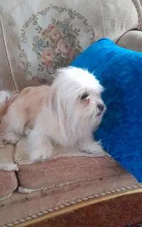 پت خانگی