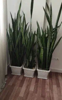 گل سانسوریا