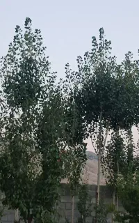 درخواست ماشین 911یا تک جهت شهرضا
