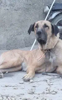 واگذاری ماده‌ یک ساله