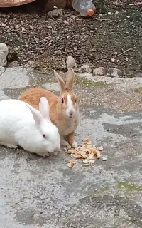 حیوانات مزرعه