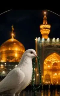 مشهد بدون پیش پرداخت //