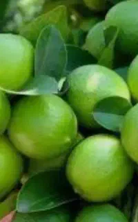لیمو