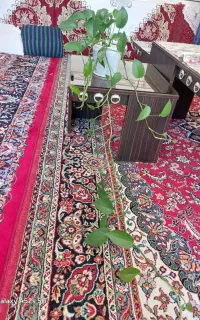 گل طبیعی خانگی