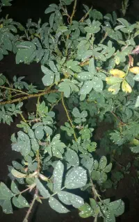 کوداوره
