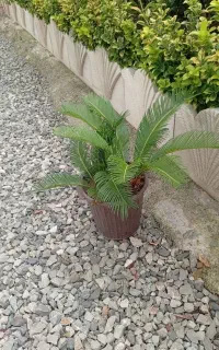 سیکاس یک ساله