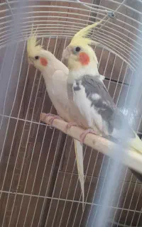 عروس هلندی