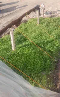 نشا گوجه فرنگی