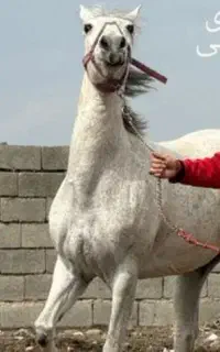 مادیان سیلمی زا