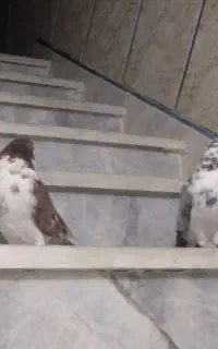 جفت نروماده گرگی بفروش میرسد