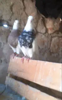 انواع‌کبوتر
