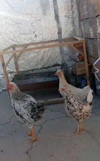 مرغ و خروس گلین
