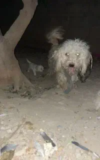 سگ پاکوتا نرماده