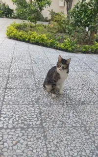 واگذاری رایگان گربه خانگی بسیار ملوس