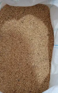 گندم دیمی درجه یک