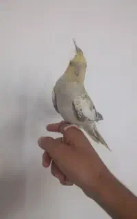 عروس هلندی نر