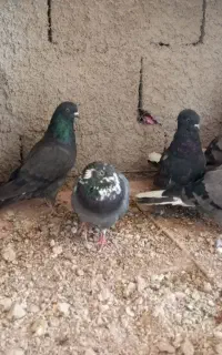 کبوتر پر