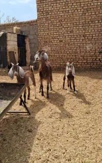 بز دوقلو