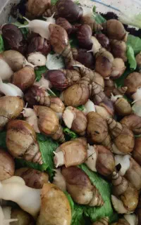 حلزون وخاویار حلزون